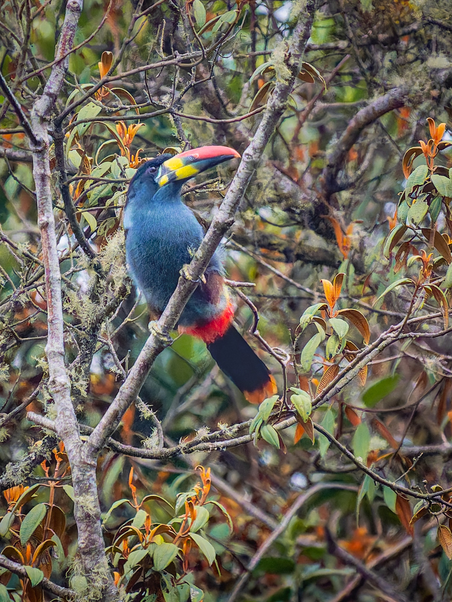 2024-01-15 41 Gray-breasted Mountain-Toucan.jpg