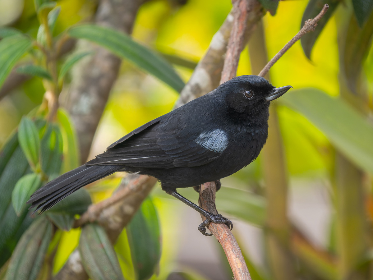 2024-01-15 43 Glossy Flowerpiercer.jpg