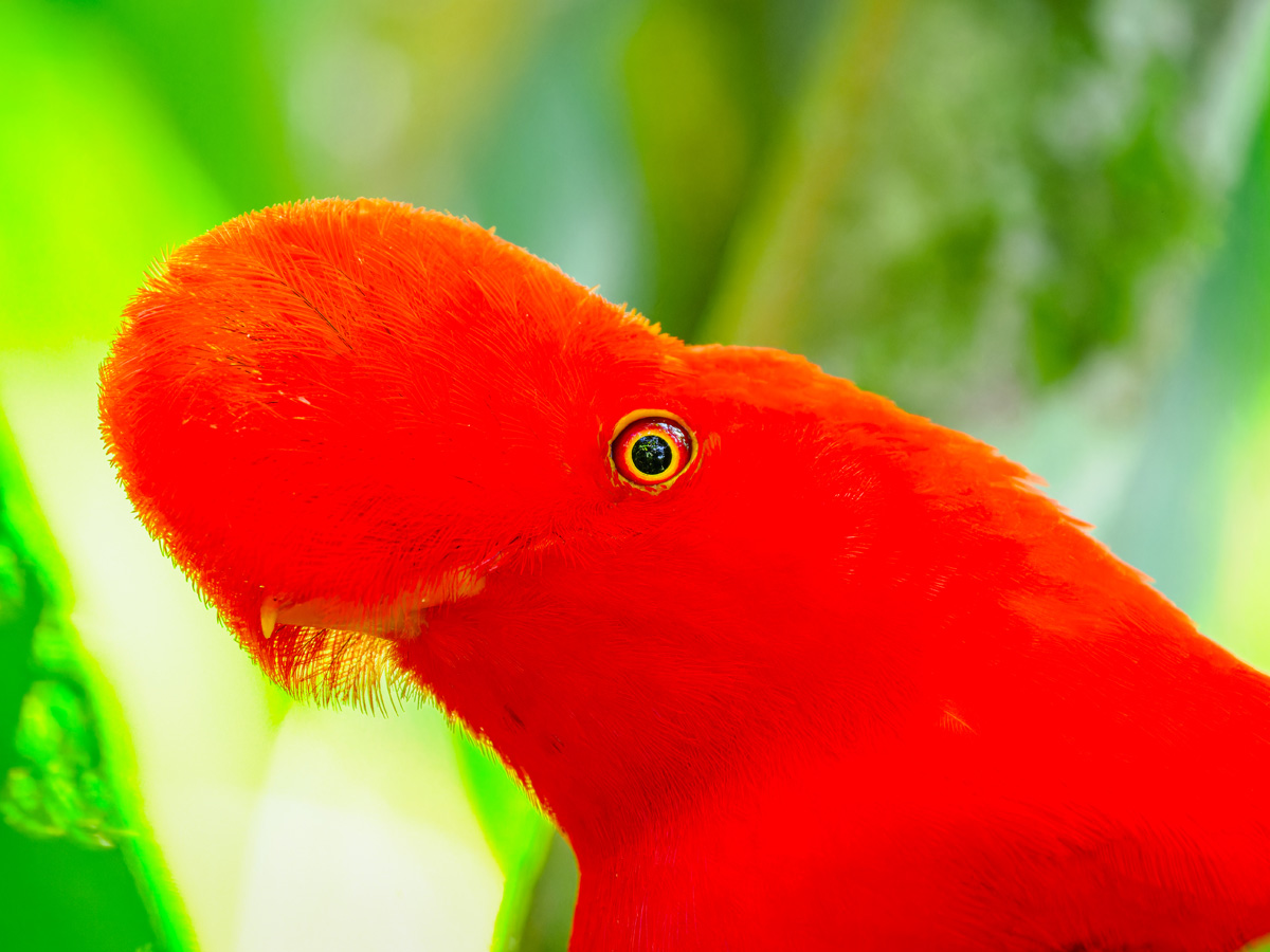 2024-01-16 14 Andean Cock-of-the-rock.jpg