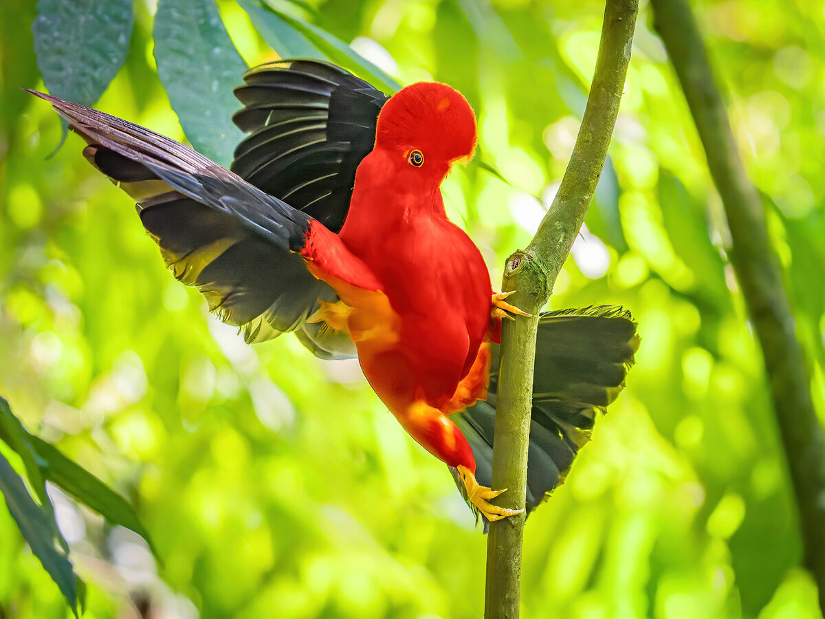 2024-01-16 17 Andean Cock-of-the-rock.jpg