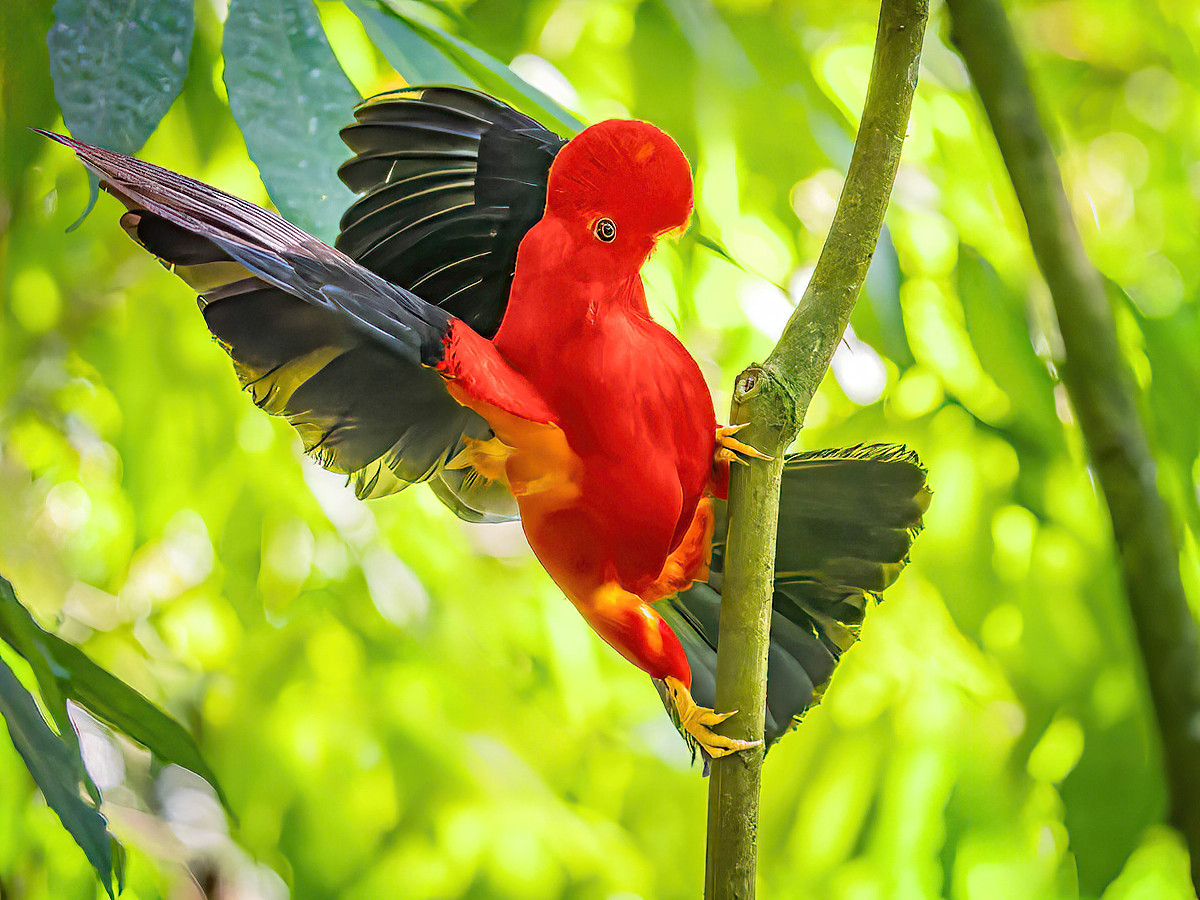 2024-01-16 17 Andean Cock-of-the-rock.jpg