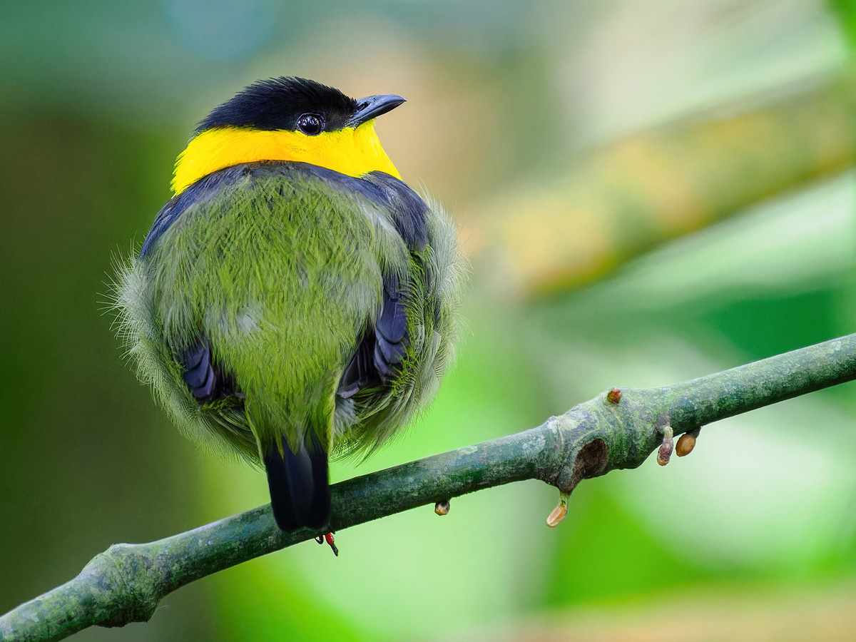 2024-01-19 02 Golden-collared Manakin.jpg
