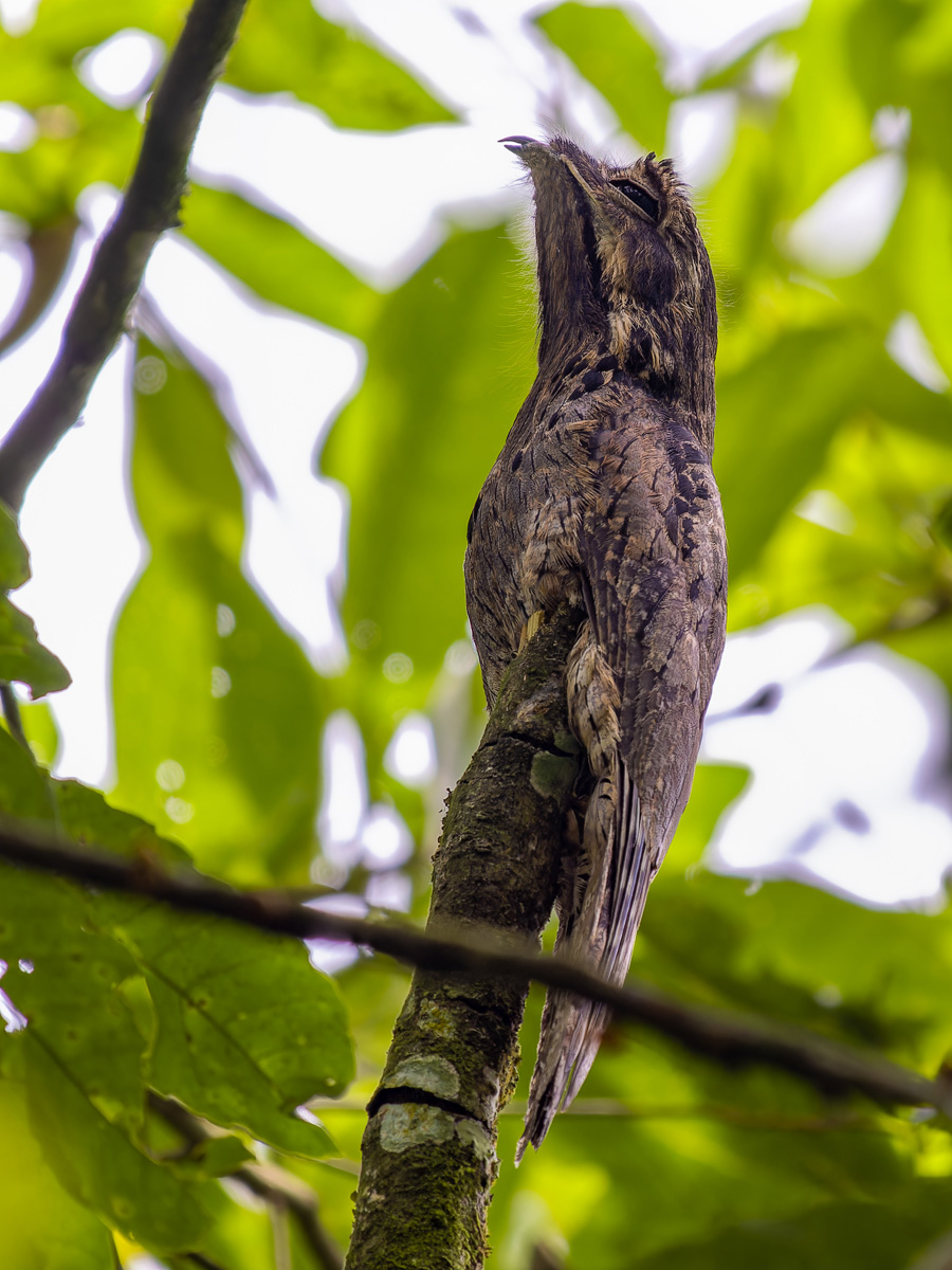 2024-01-19 16 Common Potoo.jpg