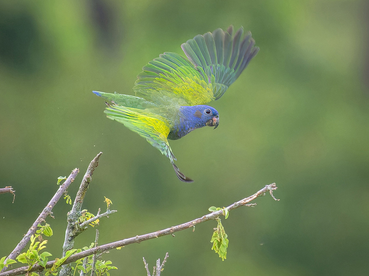 2024-01-19 26 Blue-headed Parrot in Flight.jpg
