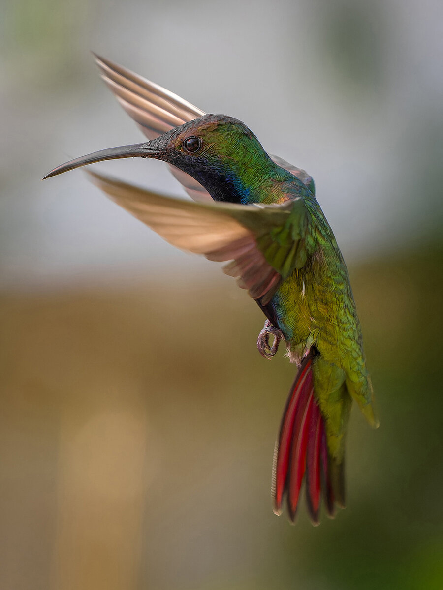 2024-01-22 09 Black-throated Mango in Flight.jpg