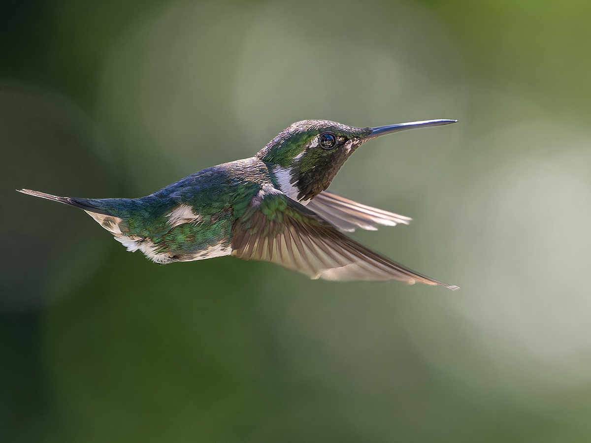 2024-01-22 13 White-bellied Woodstar in Flight.jpg