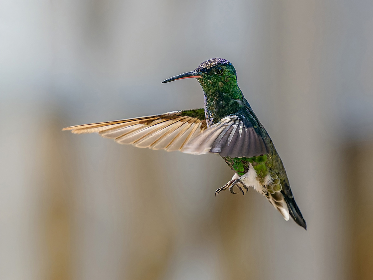 2024-01-22 19 White-vented Plumeleteer in Flight.jpg