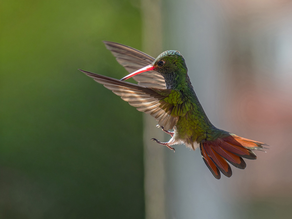 2024-01-22 21 Rufous-tailed Hummingbird in Flight.jpg