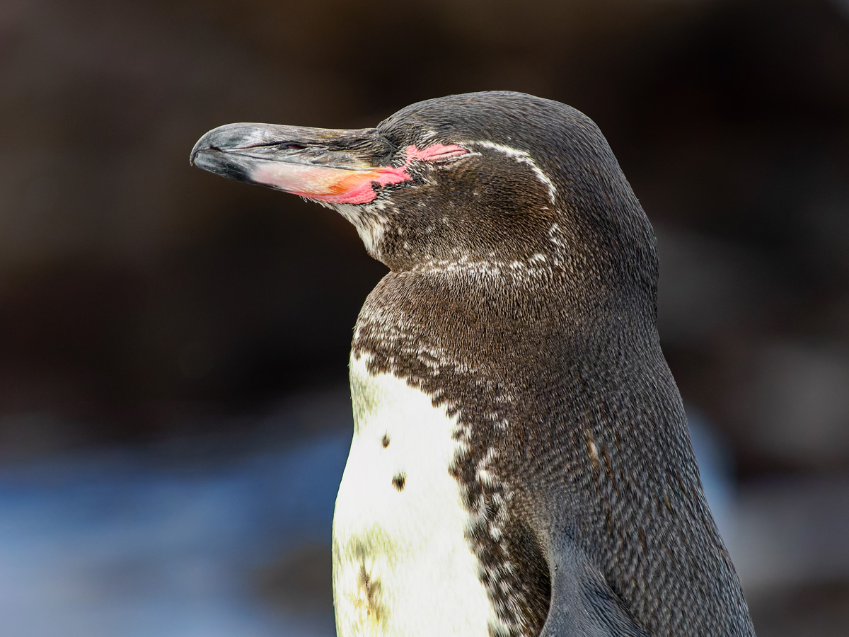 2024-01-27 16 Galapagos Penguin.jpg