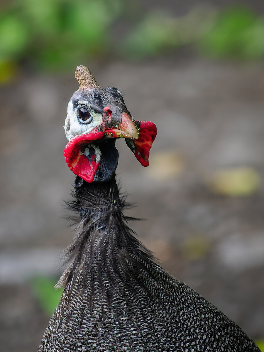 2024-02-03 06 Helmeted Guineafowl.jpg