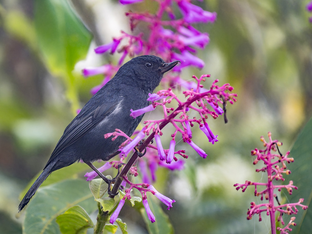 2024-02-04 05 White-sided Flowerpiercer.jpg