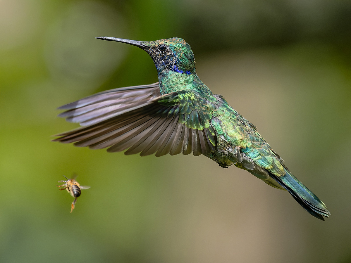 2024-02-06 05 Sparkling Violetear in Flight.jpg