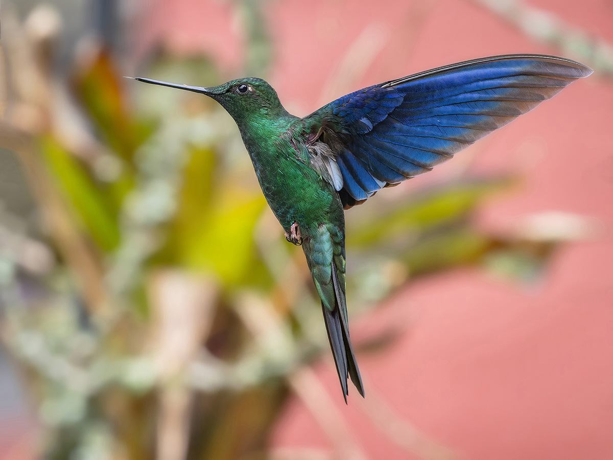 2024-02-06 08 Great Sapphirewing in Flight.jpg