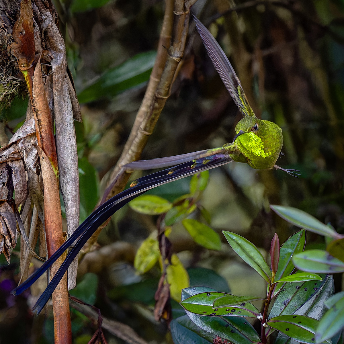 2024-02-06 14 Black-tailed Trainbearer in Flight.jpg