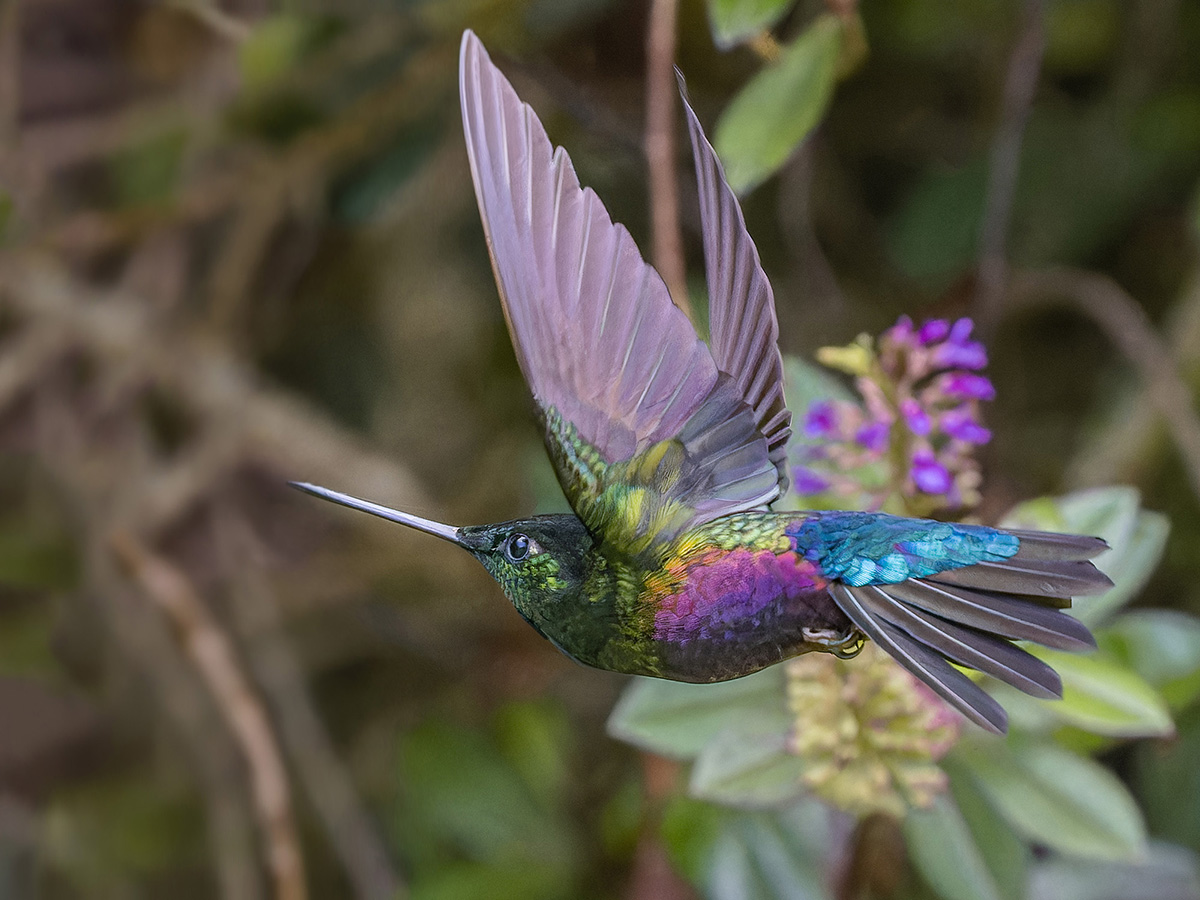 2024-02-06 23 Blue-throated Starfrontlet in Flight.jpg