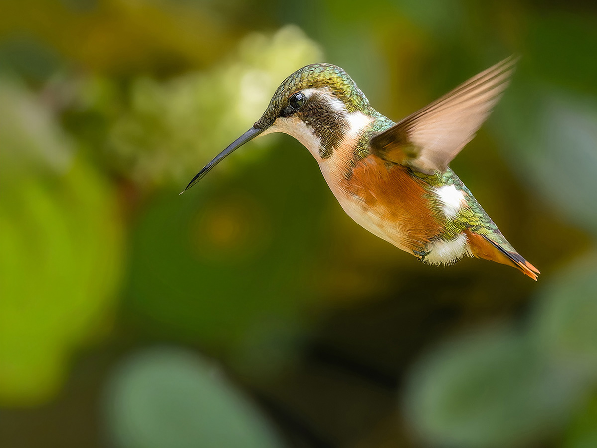 2024-02-06 37 Female White-bellied Woodstar in Flight.jpg