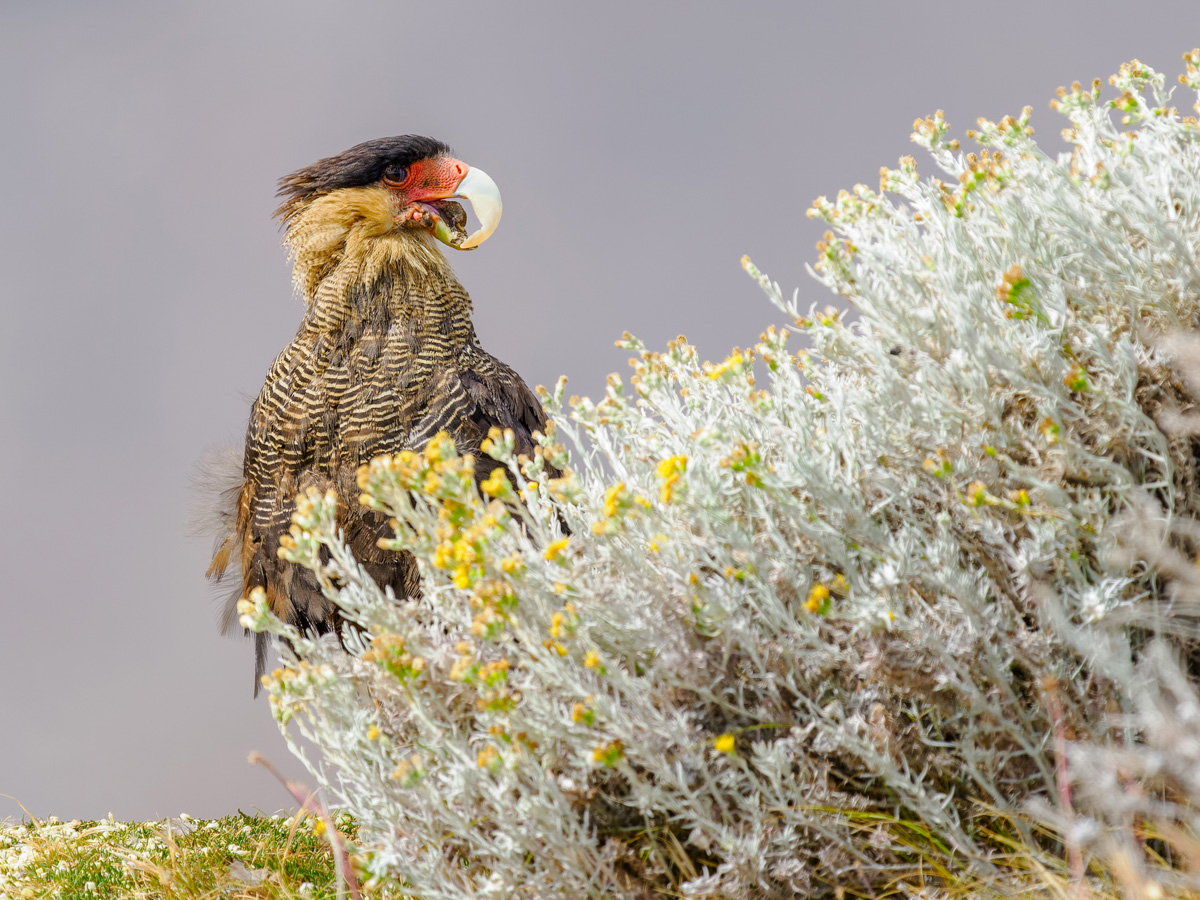 2024-02-08 24 Crested Caracara.jpg