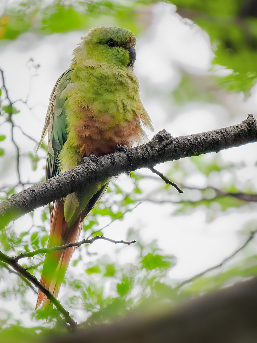 2024-02-17 09 Austral Parakeet.jpg