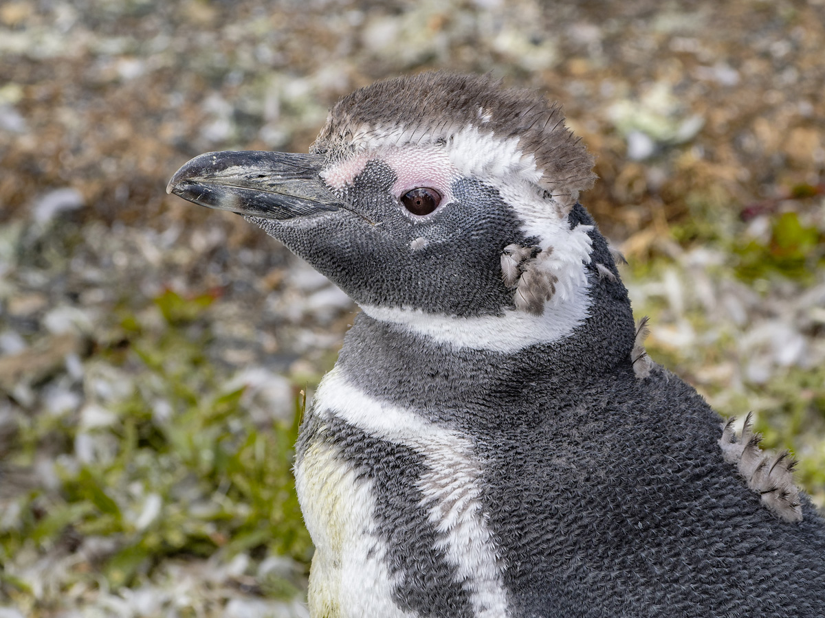 2024-02-20 14 Magellanic Penguin Molting.jpg