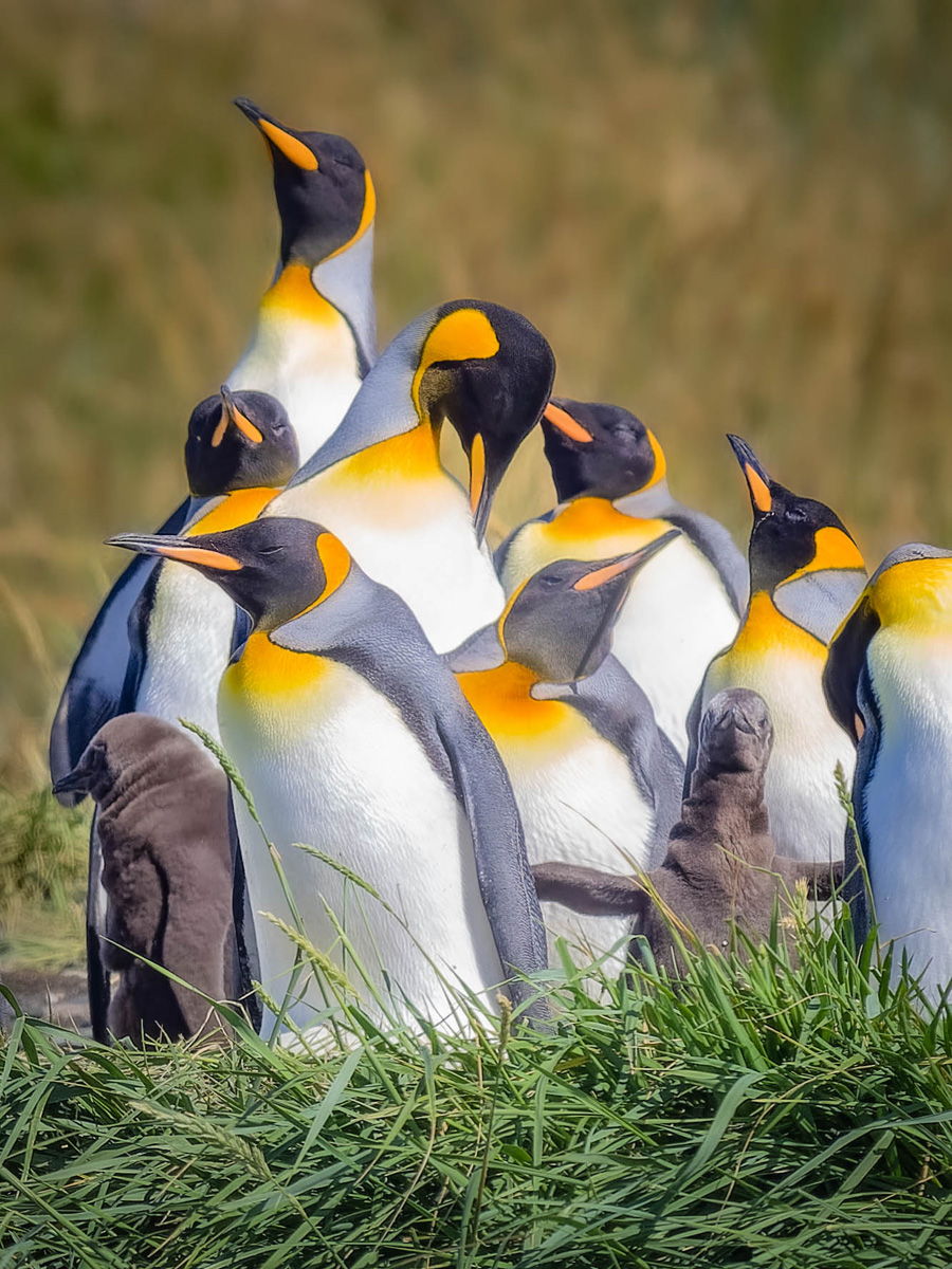 2024-02-23 03 King Penguins with Chicks.jpg