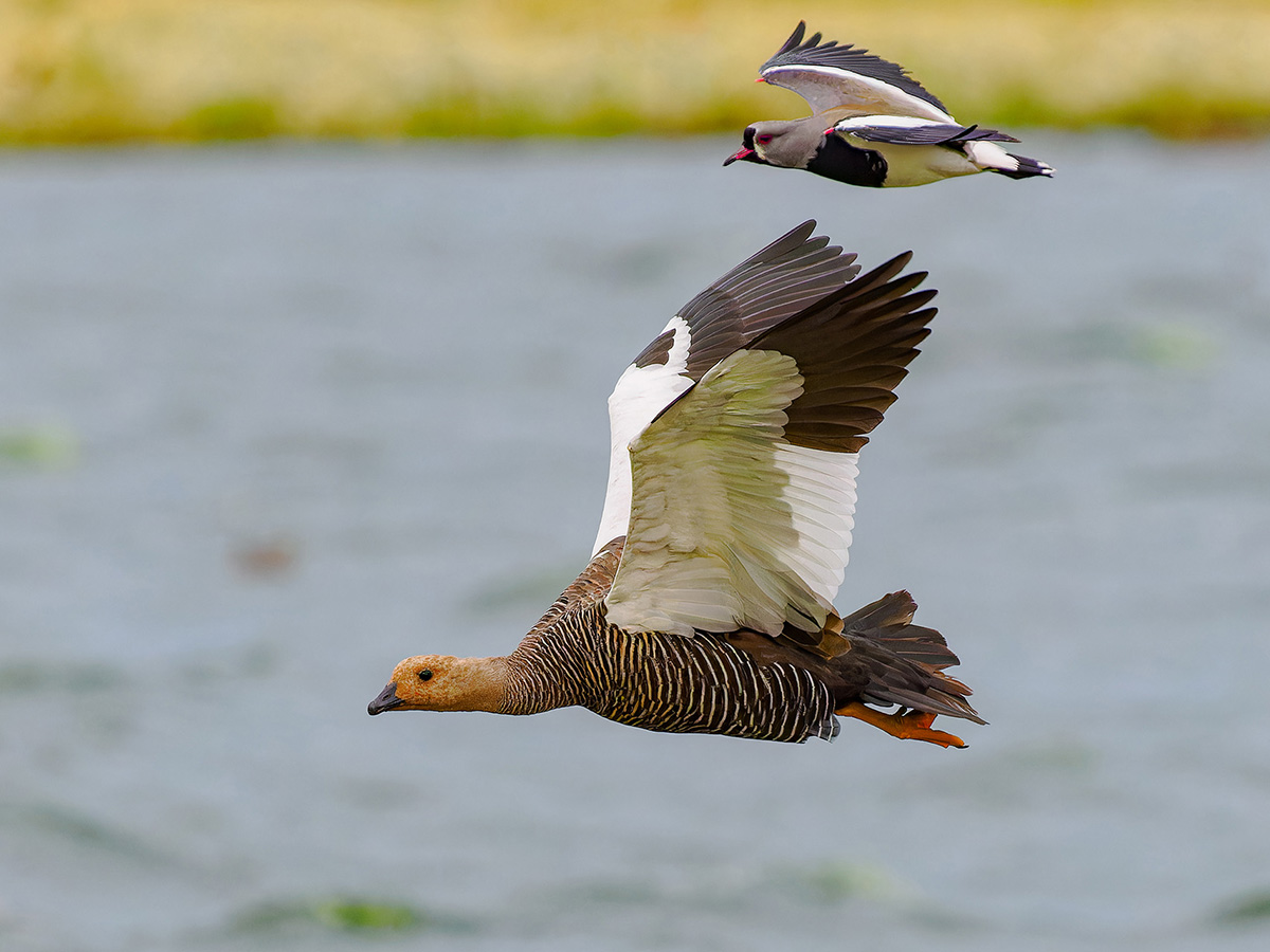 2024-02 Argentina - Upland Goose and Southern Lapwing in Flight.jpg