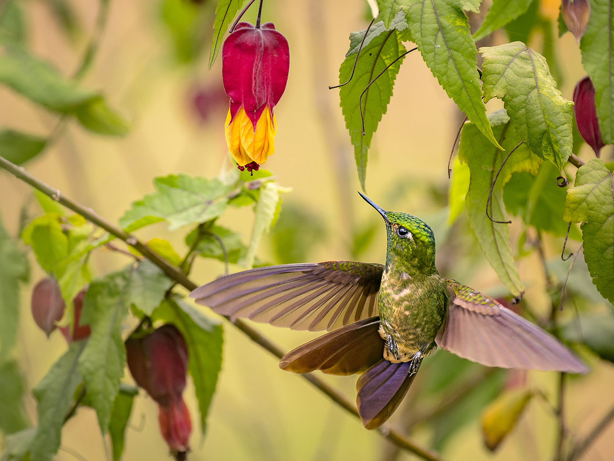 2024-02 Colombia - Tyrian Metaltail in Flight.jpg