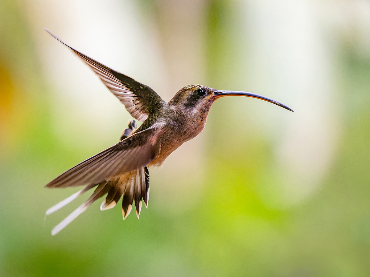 2024-03-04 23 Long-billed Hermit in Flight.jpg