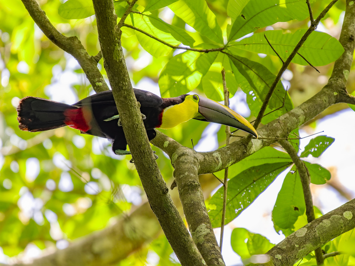 2024-03-04 26 Chestnut-mandibled Toucan.jpg