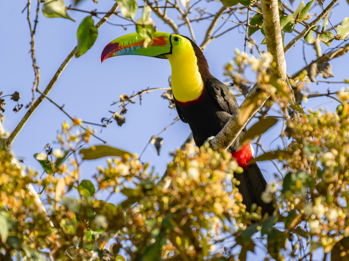 2024-03-05 03 Keel-billed Toucan.jpg