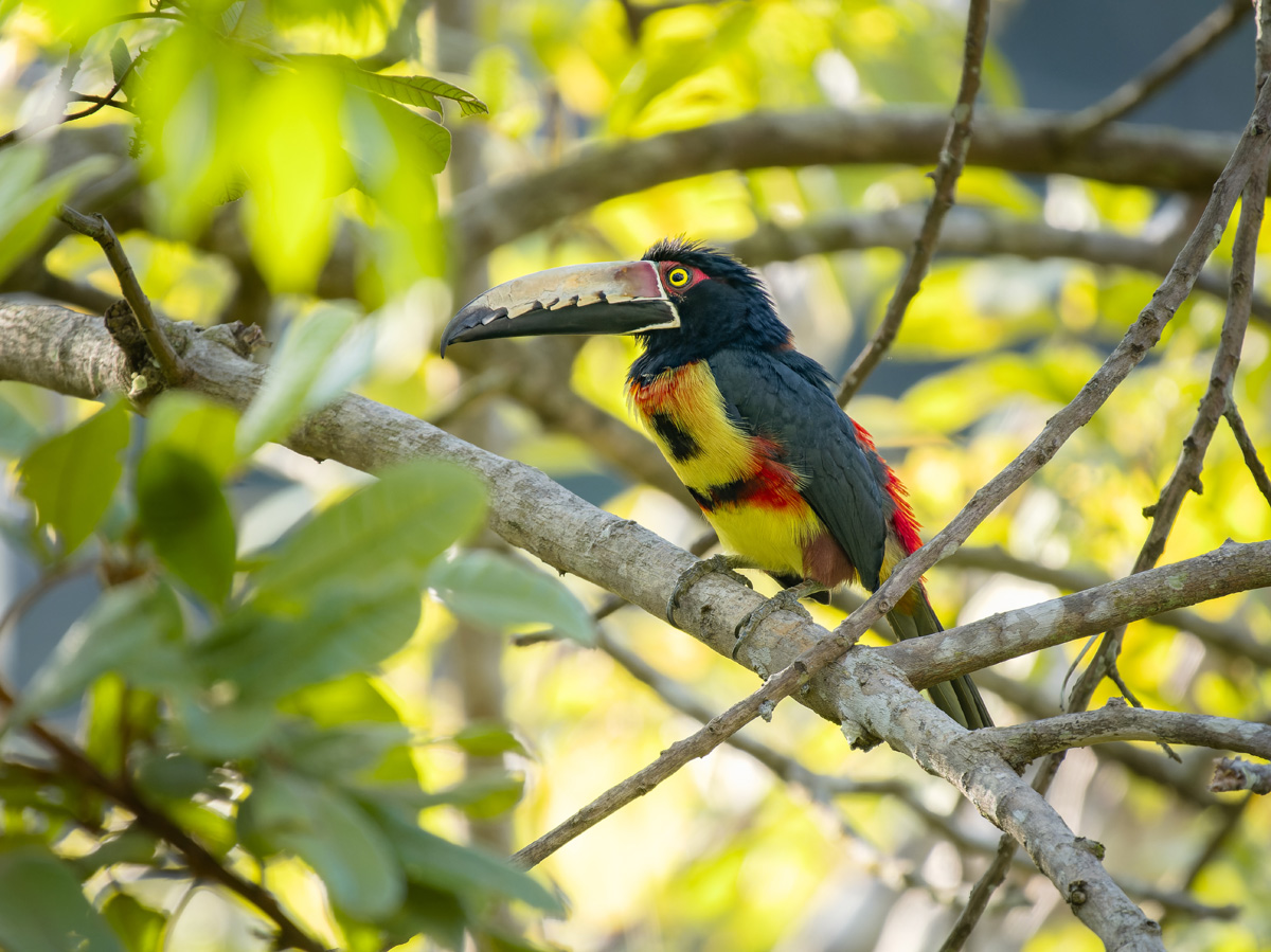 2024-03-06 23 Collared Aracari.jpg