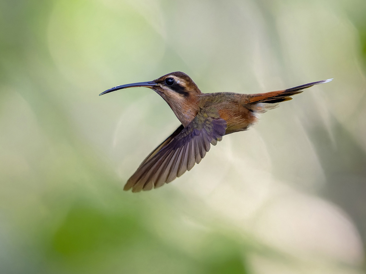 2024-03-08 19 Stripe-throated Hermit in Flight.jpg