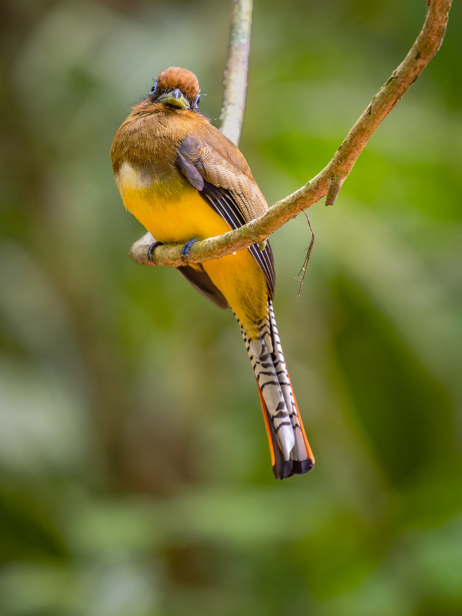 2024-03-08 40 Female Northern Black-throated Trogon.jpg