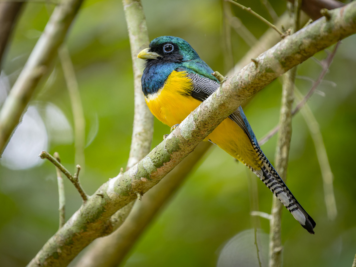 2024-03-08 43 Northern Black-throated Trogon.jpg
