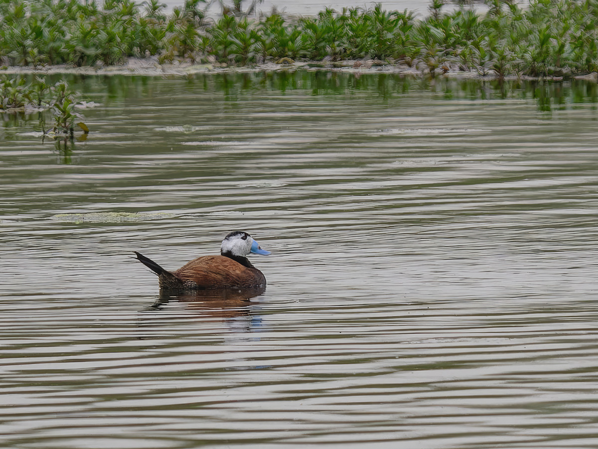 2024-04-06 40 White-headed Duck.jpg