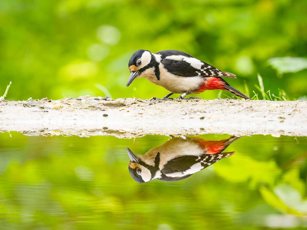 2024-06-04 16 Great Spotted Woodpecker.jpg