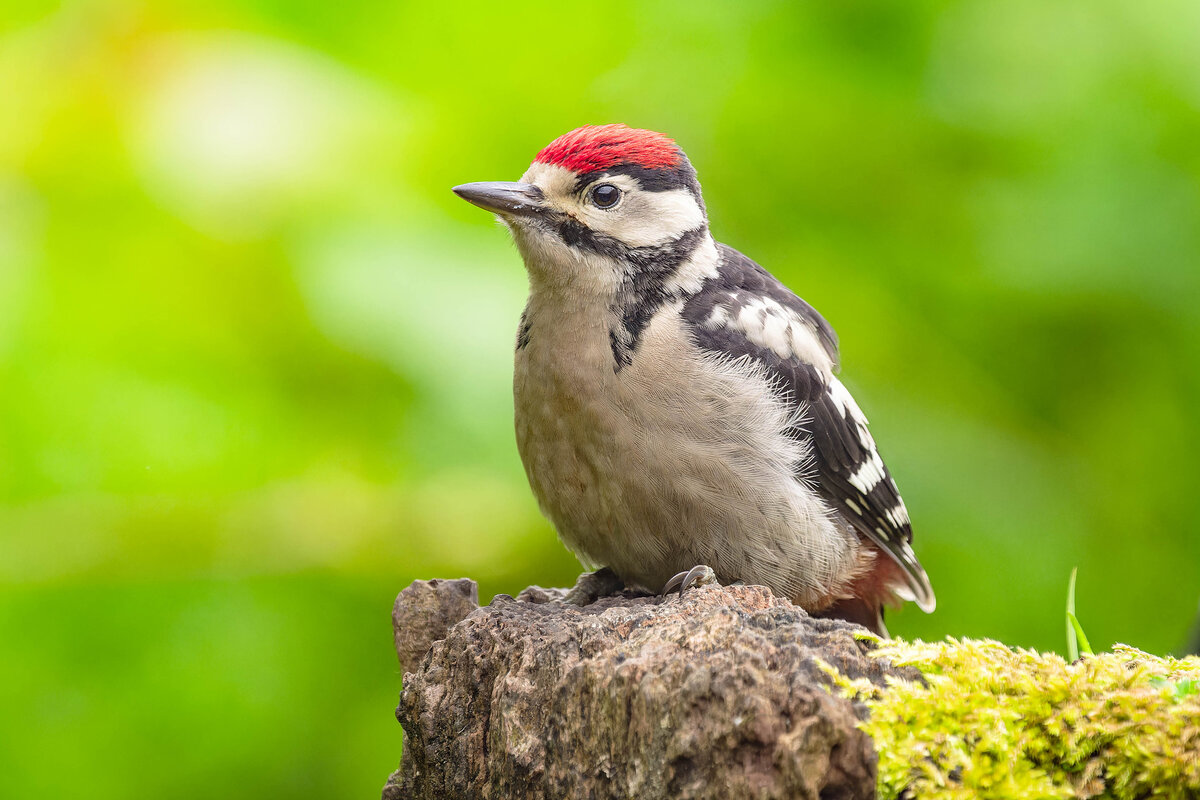 2024-06-04 40 Great Spotted Woodpecker.jpg