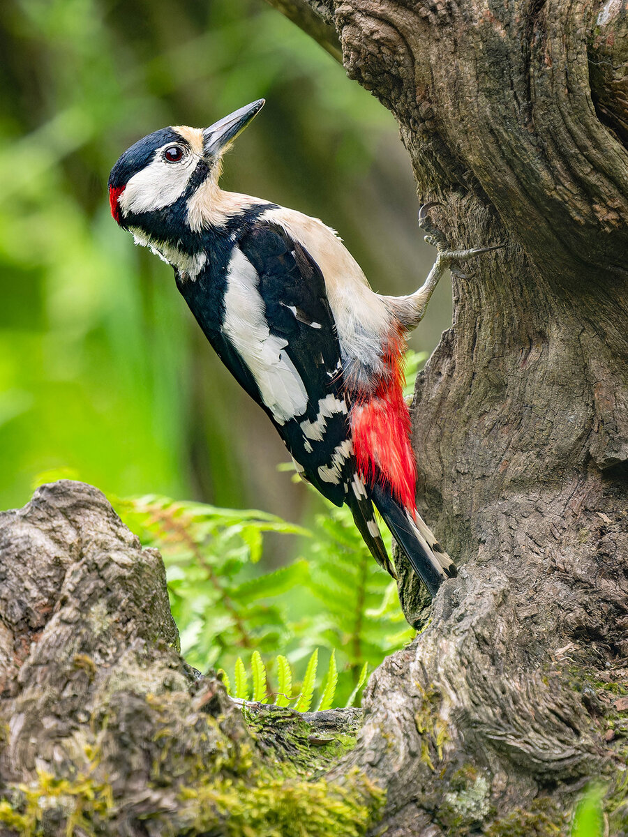 2024-06-04 54 Great Spotted Woodpecker.jpg