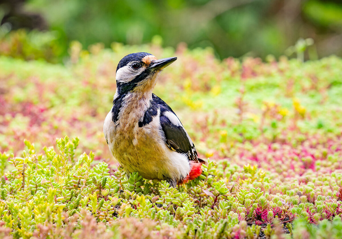 2024-06-04 68 Great Spotted Woodpecker.jpg
