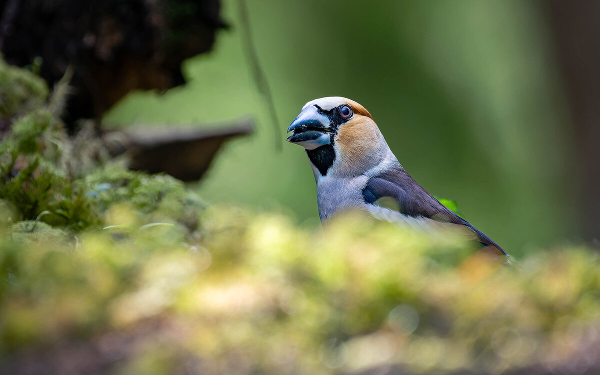 2024-06-17 15 Hawfinch.jpg