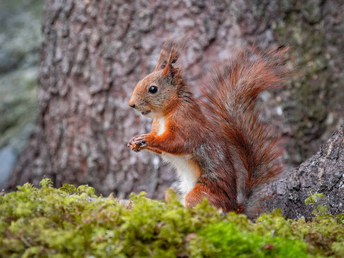 2024-06-17 22 European Squirrel.jpg