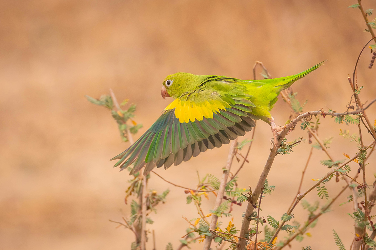 2024-09-12 036 Yellow-chevroned Parakeet in Flight.jpg