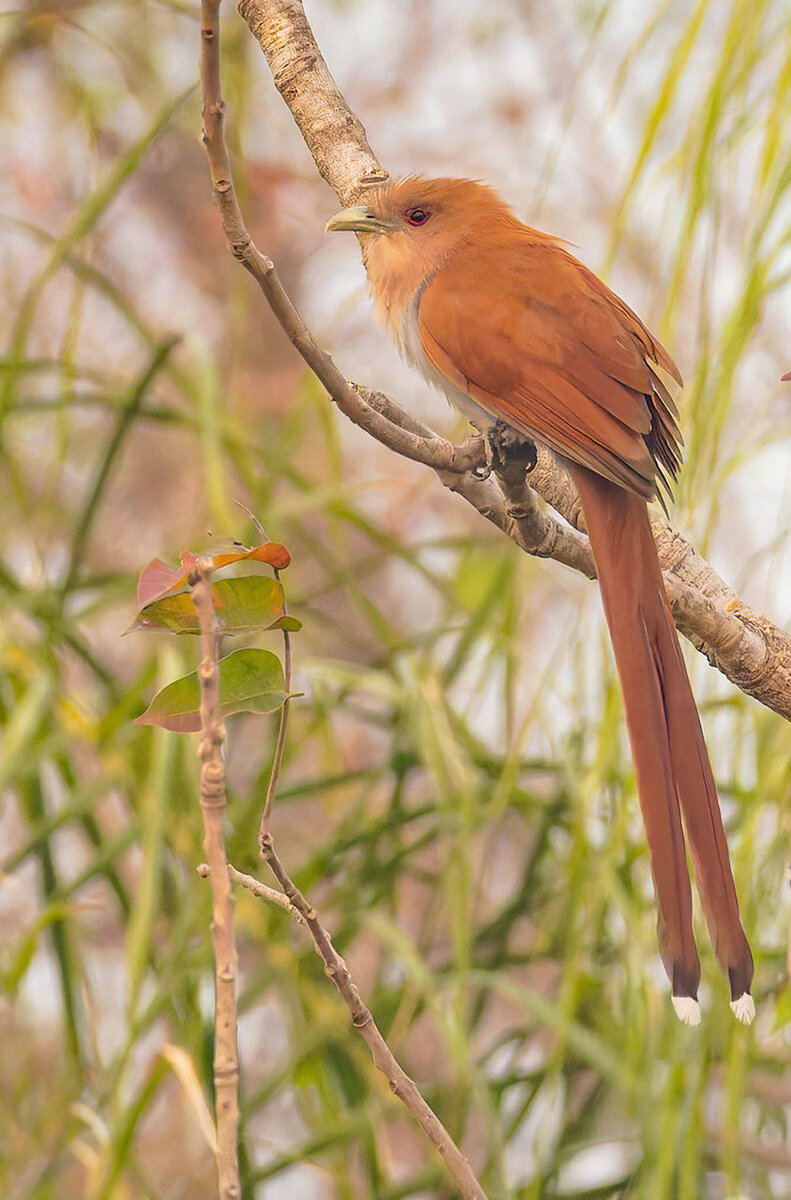 2024-09-13 018 Squirrel Cuckoo.jpg