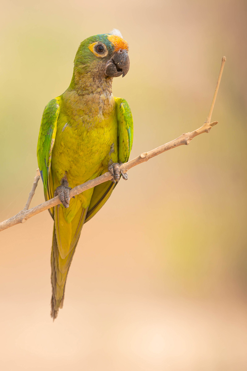 2024-09-13 079 Peach-fronted Parakeet.jpg