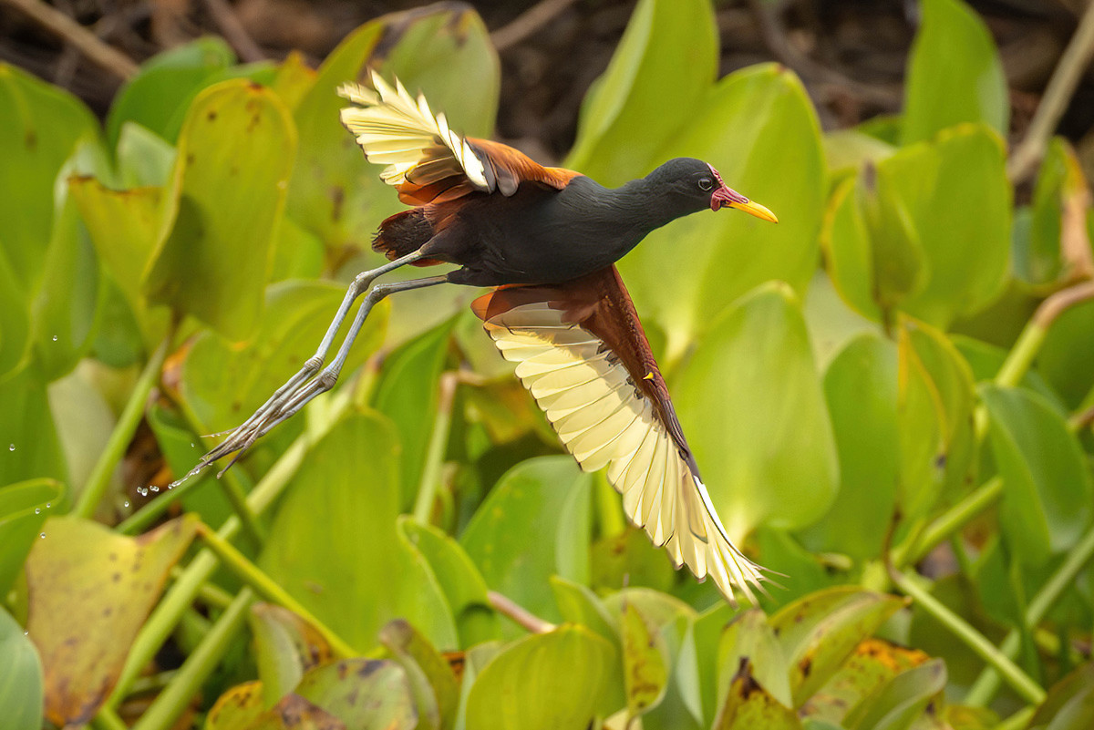 2024-09-15 034 Wattled Jacana in Flight.jpg