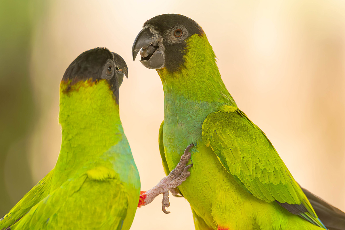 2024-09-15 036 Nanday Parakeets.jpg