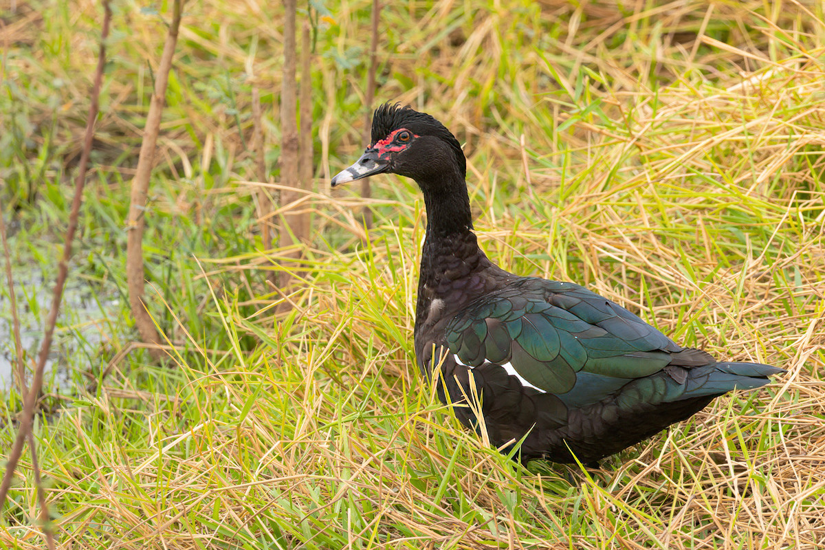 2024-09-16 006 Muscovy Duck.jpg