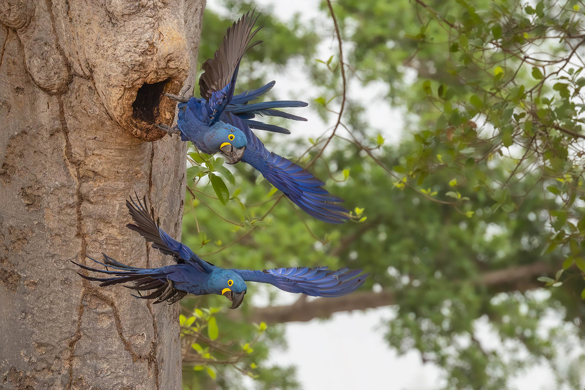 2024-09-16 018 Hyazinth Macaws in Flight.jpg