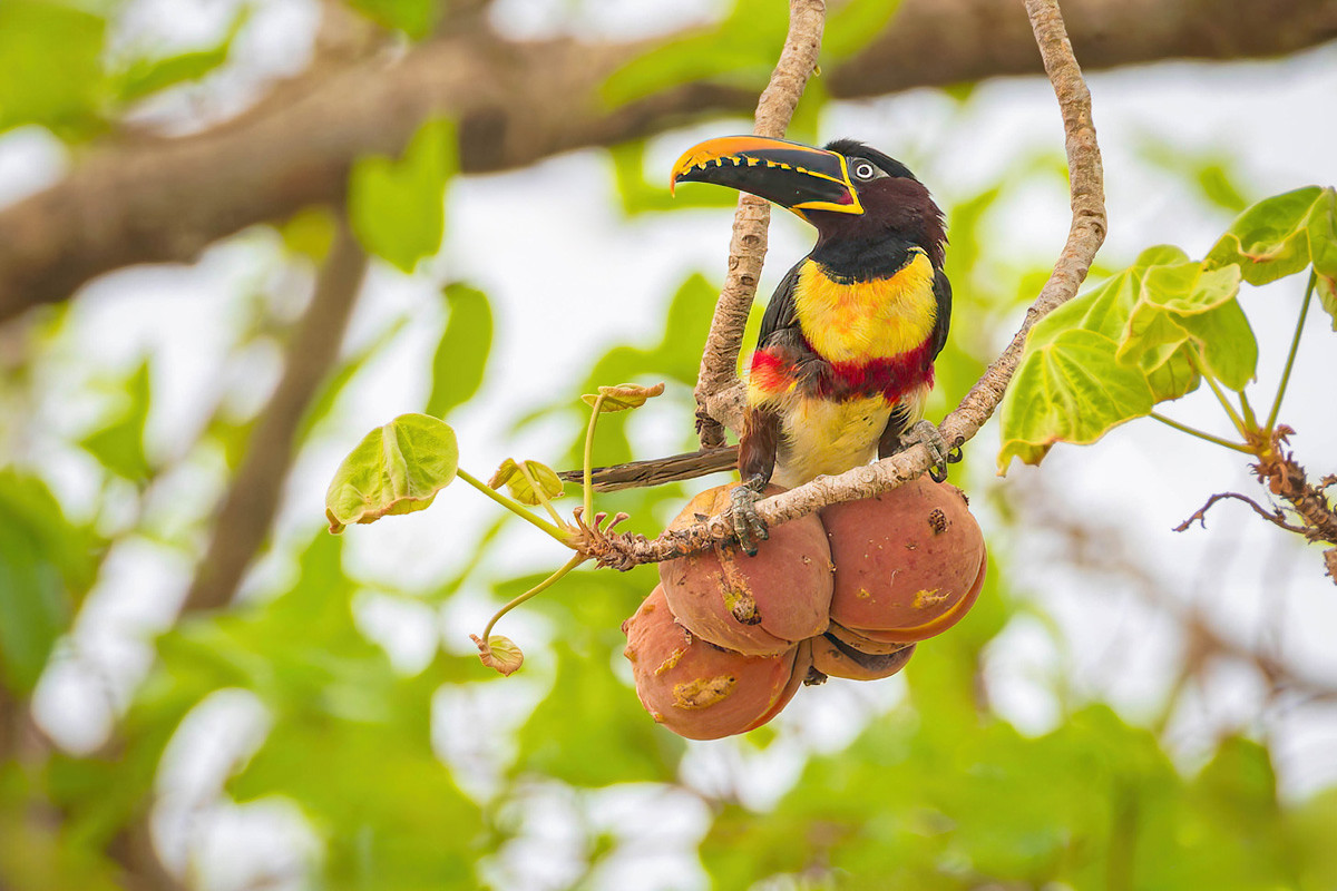 2024-09-16 021 Chestnut-eared Aracari.jpg