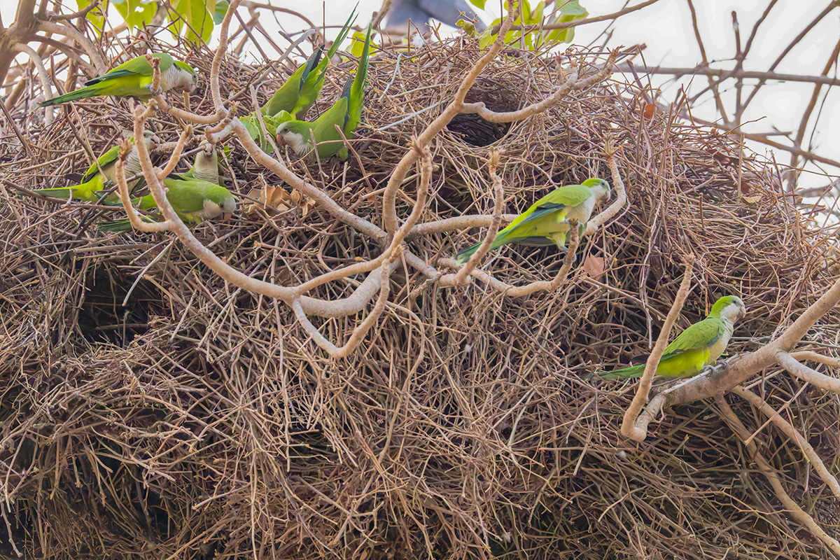 2024-09-17 42 Monk Parakeets.jpg