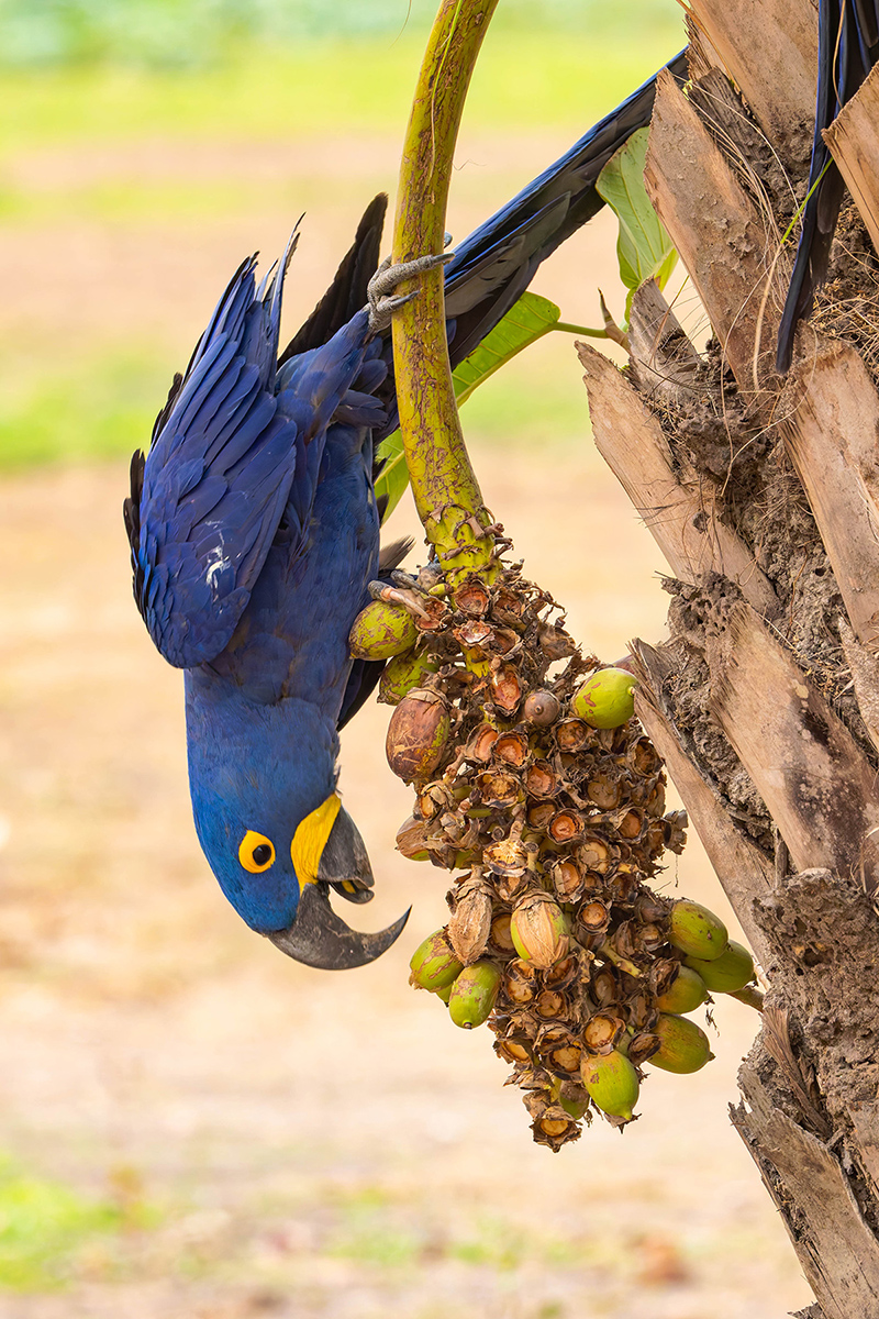 2024-09-18 33 Hyacinth Macaw.jpg